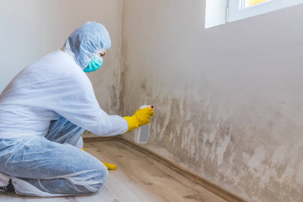 Black mold inspection in Lake Dallas