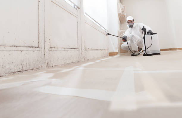 Black mold remediation team in Lake Dallas